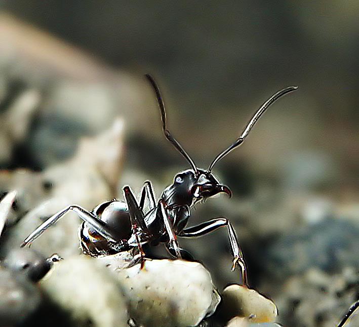 7INEW_ANT_WASURETA_METAL.JPG - 83,394BYTES