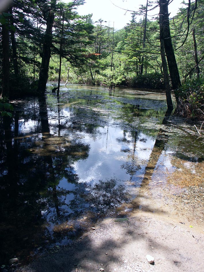 7I_AZUSAMRIVERWOOD.JPG - 247,488BYTES