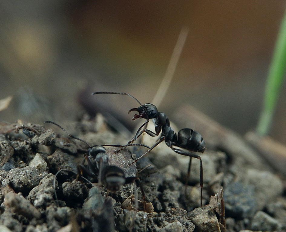 7I_NEWPS_ANTL.JPG - 105,945BYTES