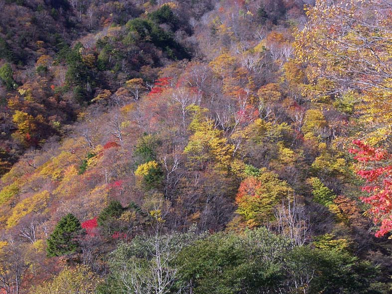 A1NIKKO_2NDIROHA2.JPG - 176,892BYTES