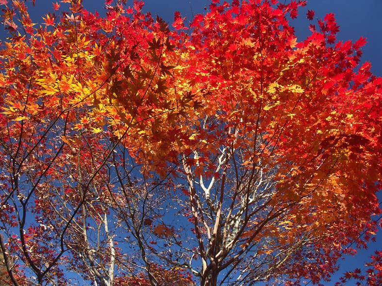 A1NIKKO_MOMIJIALL.JPG - 212,504BYTES