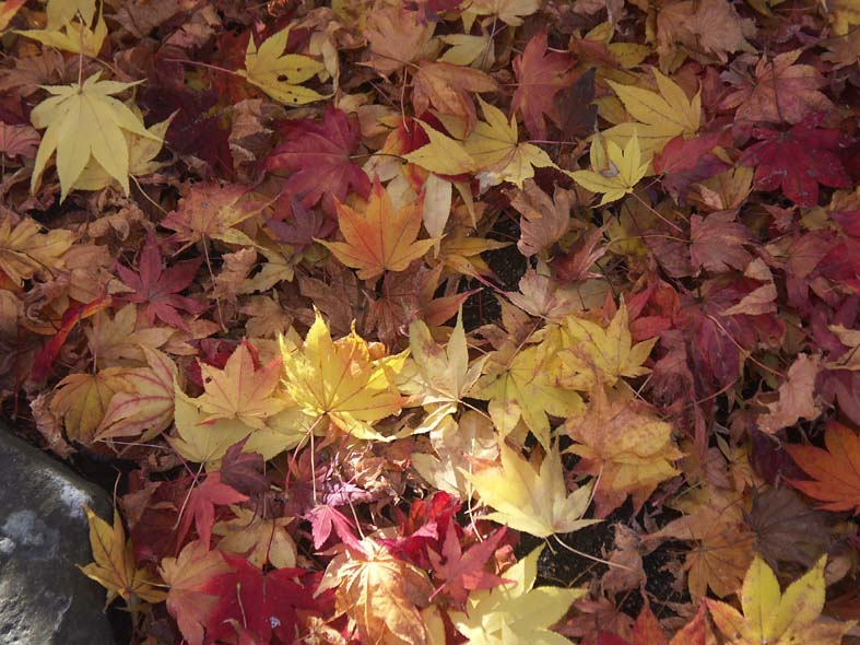 A1NIKKO_OTIBA.JPG - 115,941BYTES