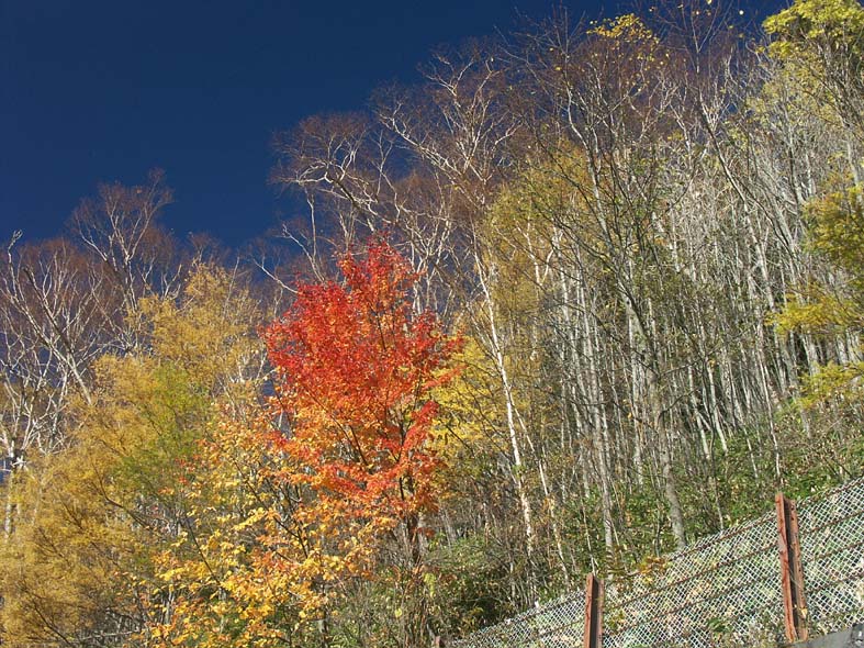 A1NIKKO_KONSEITOUGE.JPG - 187,312BYTES