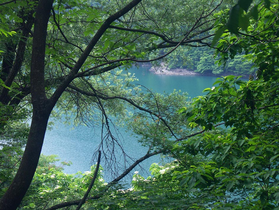 A1_AZUSA_KOKAGE.JPG - 258,984BYTES