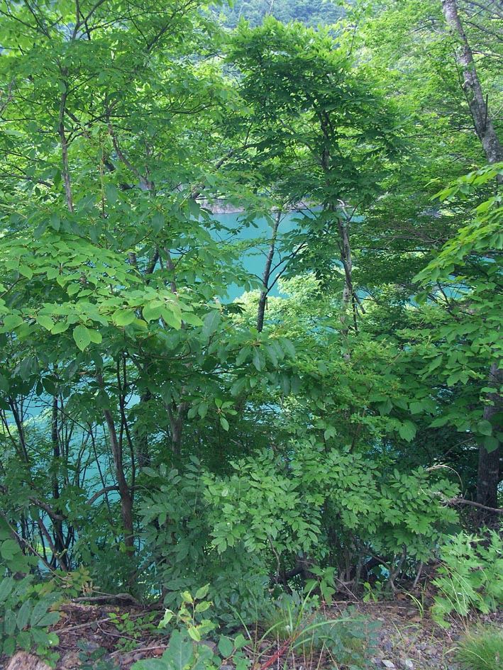 A1_AZUSA_SIGEMI.JPG - 283,158BYTES