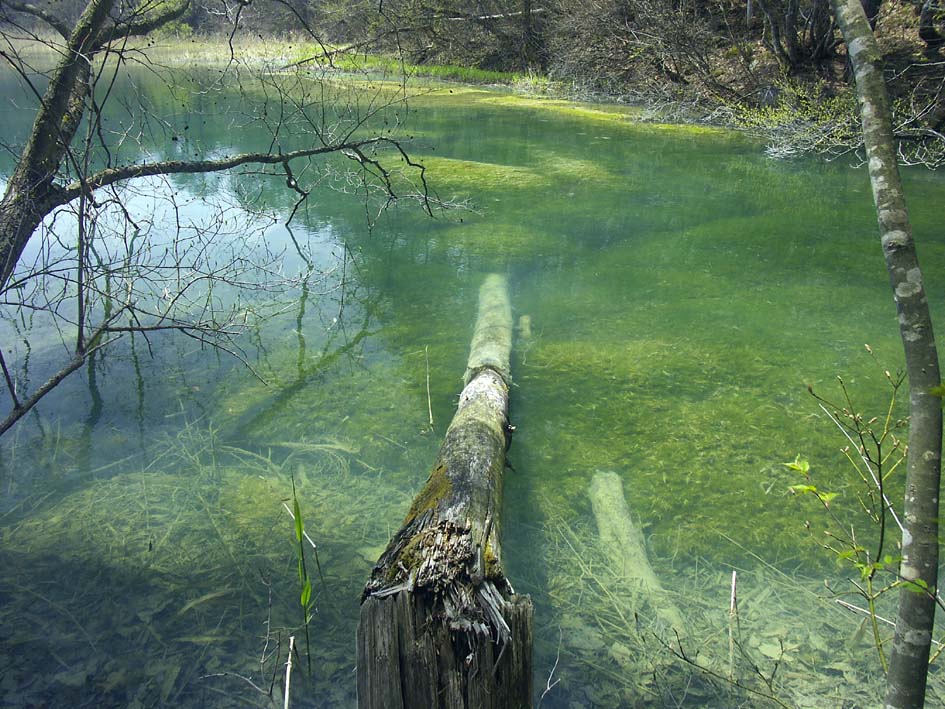 A1_BANDAI_RURINUMATREE.JPG - 170,764BYTES