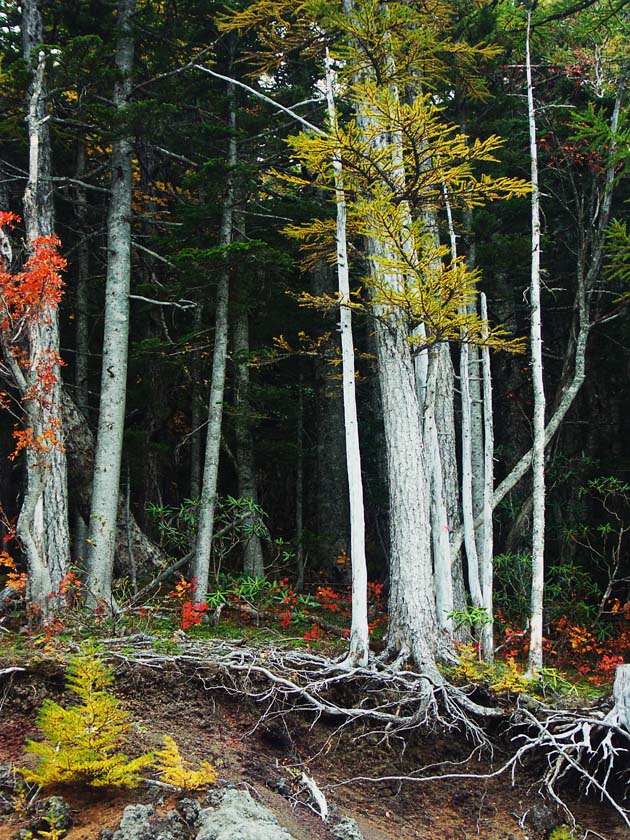 A1_FUJI4_DEEPALL2.JPG - 195,164BYTES