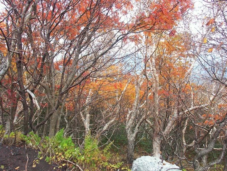 A1_FUJI5_MAMARADE.JPG - 203,706BYTES