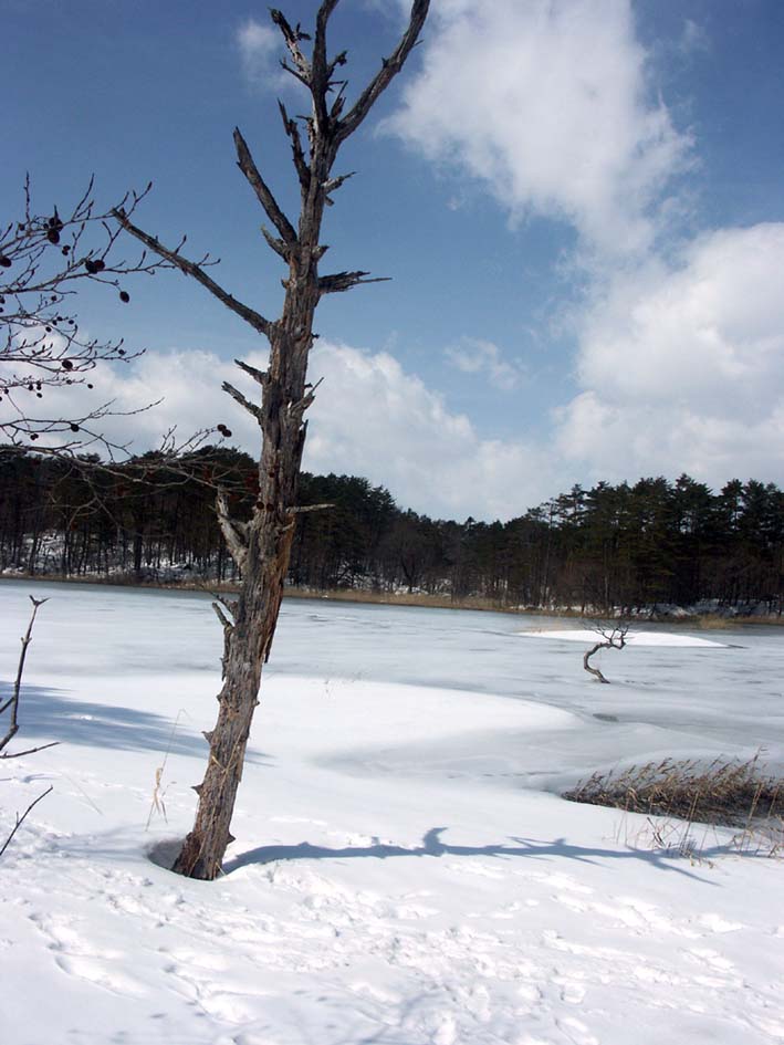 A1_GOSIKI_TATUOTREE.JPG - 95,603BYTES