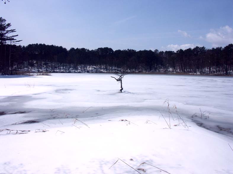 A1_GOSIKI_TATUSTREE.JPG - 56,077BYTES