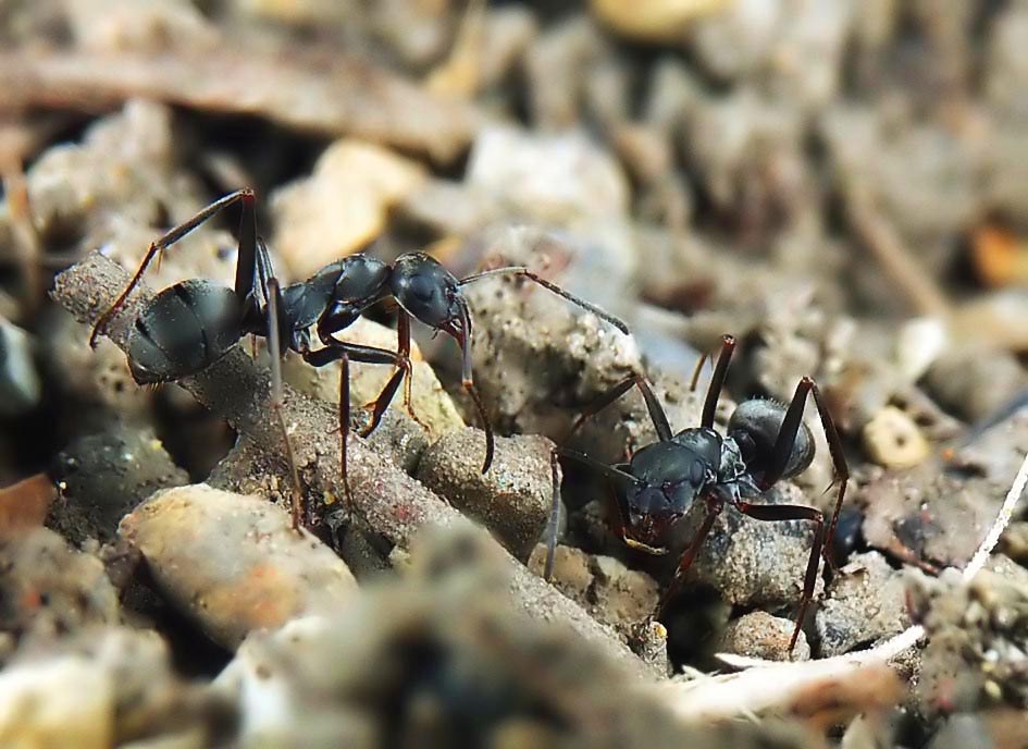 A1_KINJYO_ANTTALK_FILTERED.JPG - 121,089BYTES