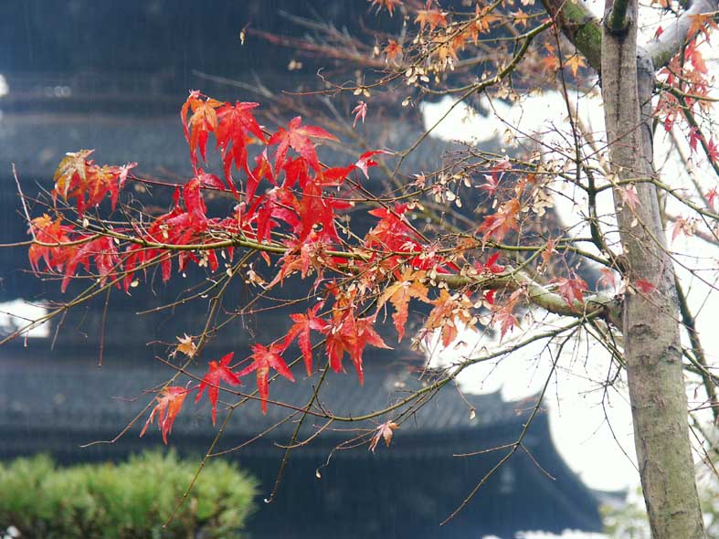 A1_KYOTO_TOUJI.JPG - 113,636BYTES