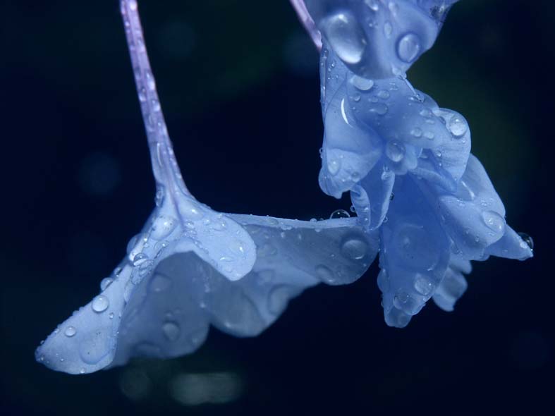 A1_MAKI_BLUEF.JPG - 42,435BYTES