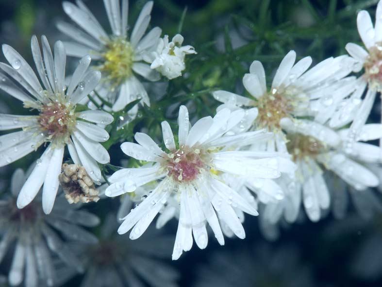 A1_MAKI_LITTLEWHITES.JPG - 70,783BYTES