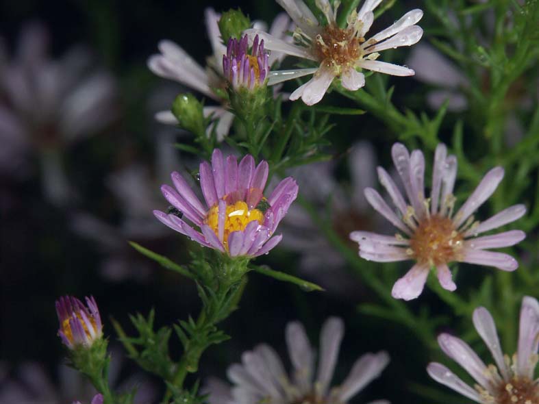 A1_MAKI_PINKS.JPG - 63,457BYTES