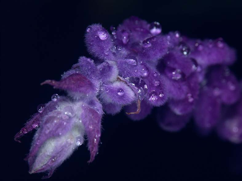 A1_MAKI_PURPLE1.JPG - 46,576BYTES