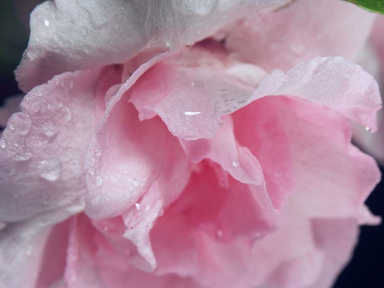 A1_MAKI_SOFTPINKS.JPG - 47,136BYTES