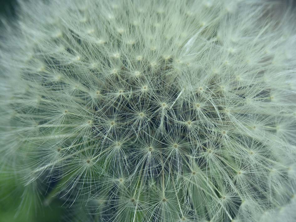 A1_MAKI_TANPOPOUP.JPG - 147,230BYTES