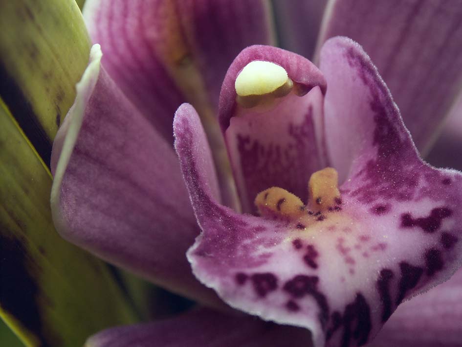 A1_MAKI_TUBOMURASAKI.JPG - 65,744BYTES