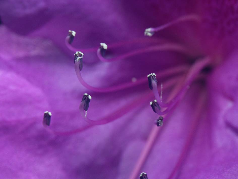 A1_MAKI_VIOLETS.JPG - 43,792BYTES