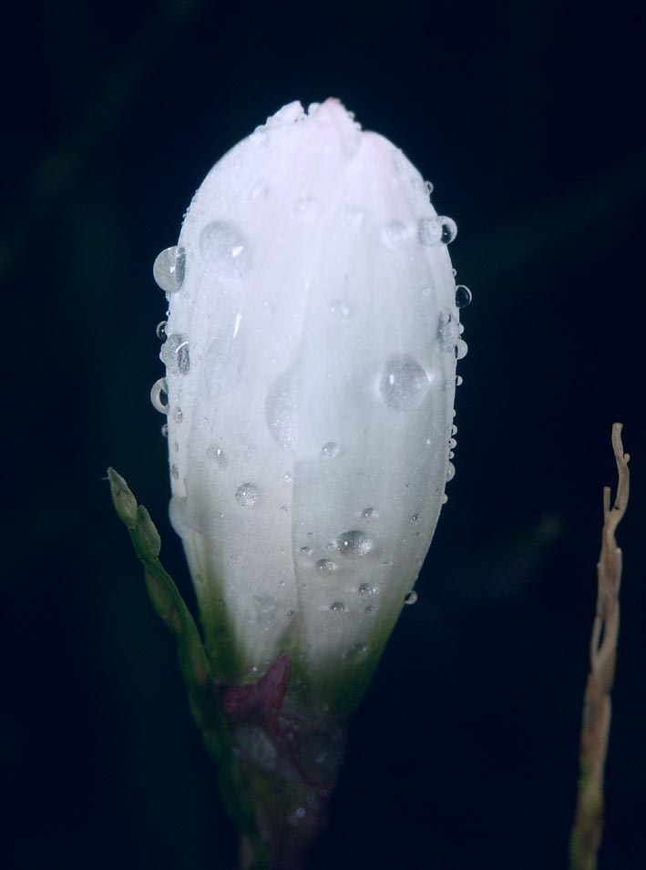 A1_MAKI_WHITERAMP.JPG - 53,962BYTES