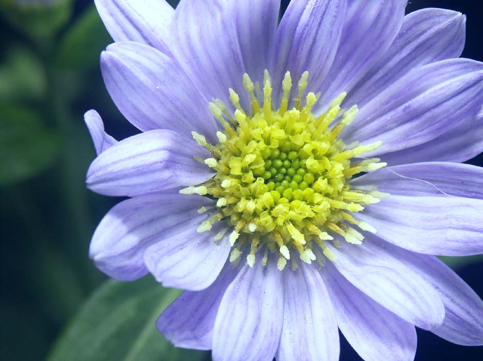 A1_MAKI_YELLOWVIOLET.JPG - 91,641BYTES