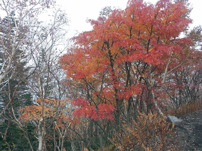 A1_NANAKAMADO2.JPG - 200,440BYTES