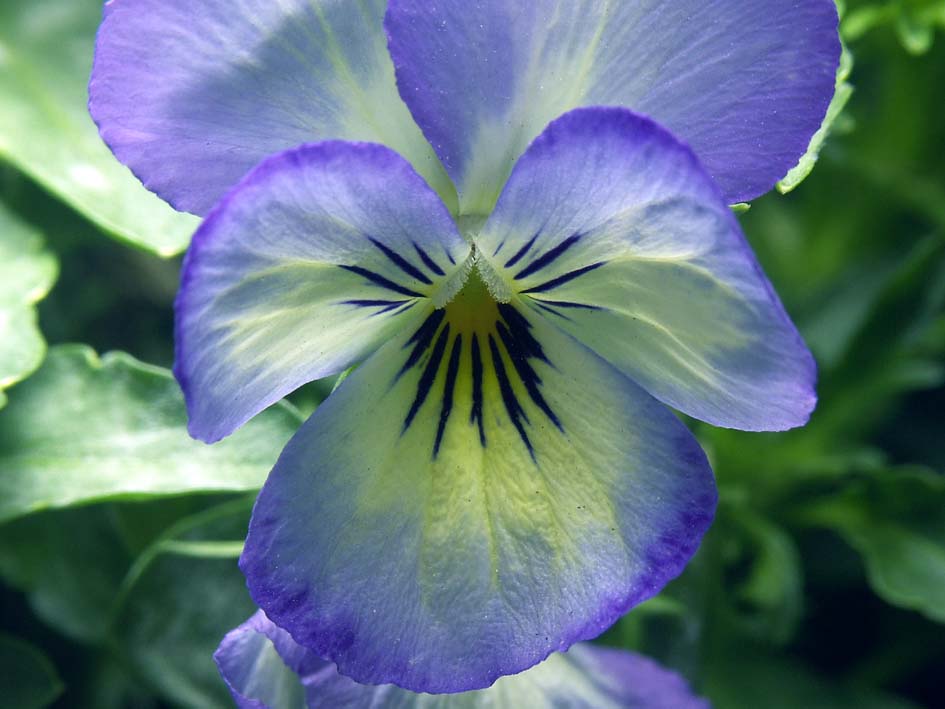 A1_POPY.JPG - 78,465BYTES