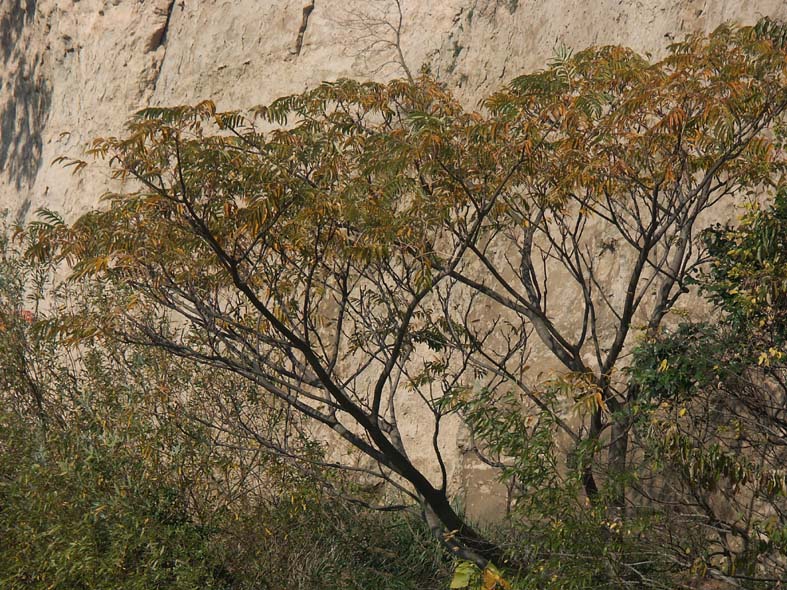 A1_SANKEI_GAKE.JPG - 181,071BYTES