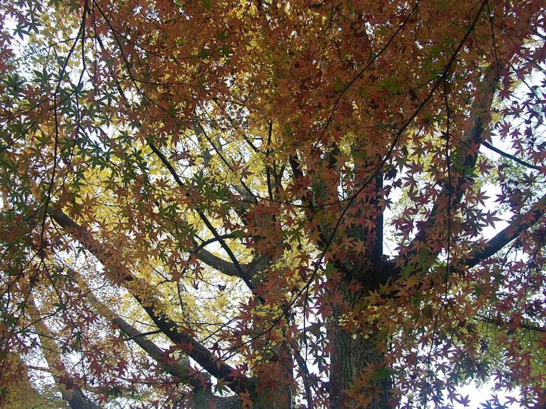 A1_SANKEIEN_YELLOWRED.JPG - 198,308BYTES