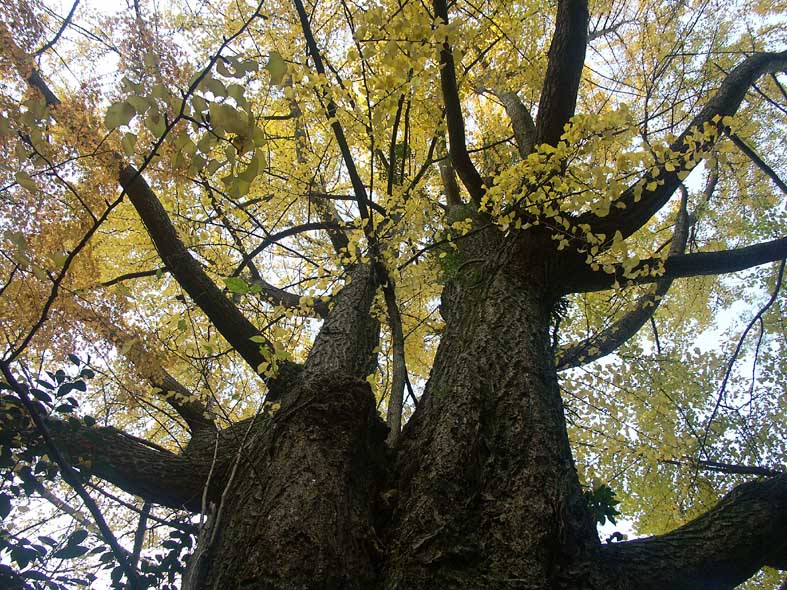 A1_SANKEIEN_YELLOWS.JPG - 185,428BYTES