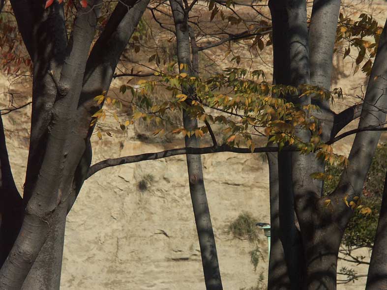 A1_SANKEIEN_EDA.JPG - 89,869BYTES