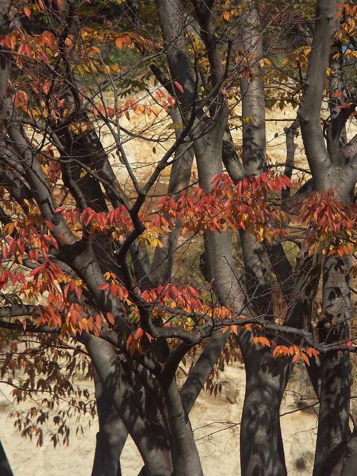 A1_SANKEIEN_EDAT.JPG - 177,709BYTES