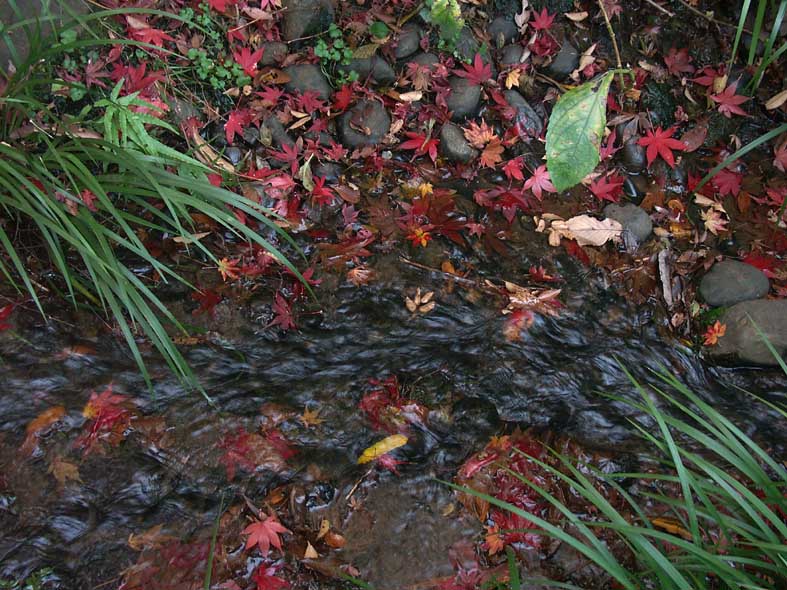 A1_SANKEIEN_OTIBARED.JPG - 127,267BYTES