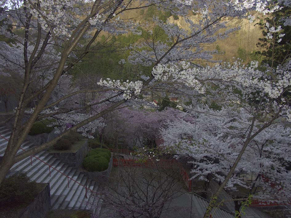 A1_SHOSENKYO_JINJASAKURA.JPG - 168,416BYTES