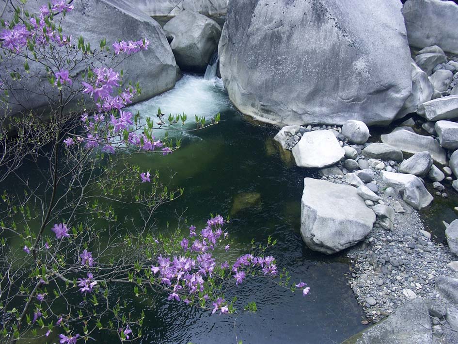 A1_SHOSENKYO_STONEFLOWER.JPG - 185,018BYTES