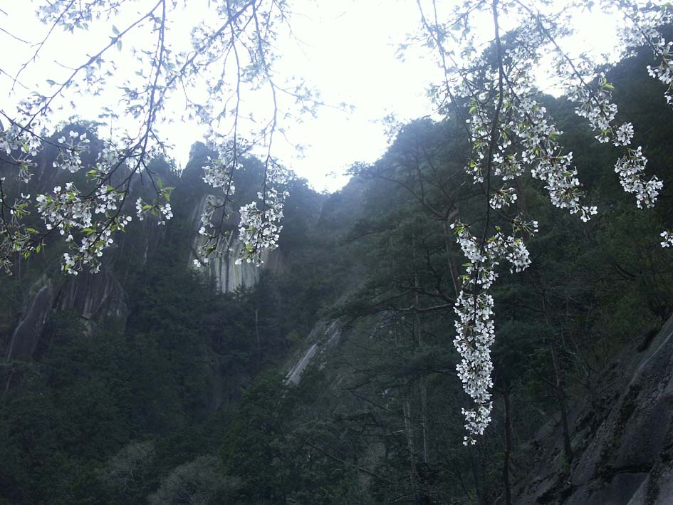 A1_SYOUSENKYOUSAKURASUDARE.JPG - 132,905BYTES