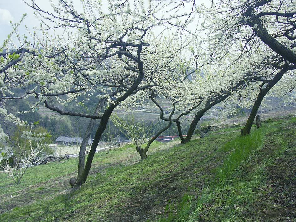 A1_TOUGENKYOSUMOMO.JPG - 257,690BYTES