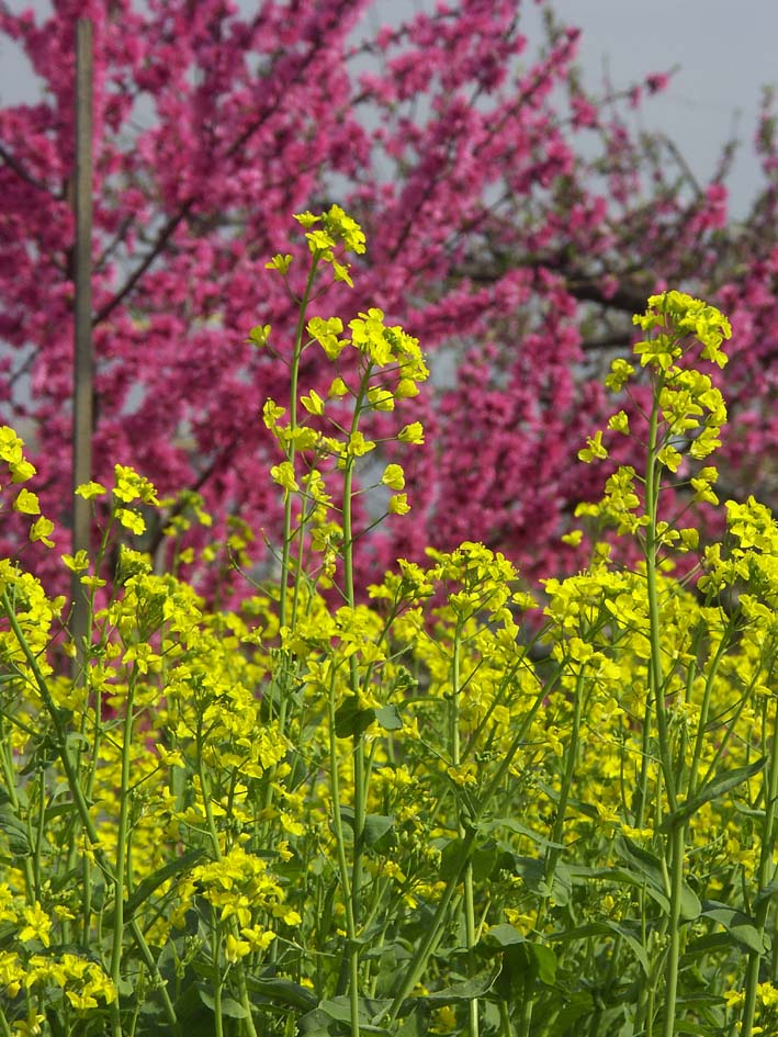 A1_TOUGENKYOU_NANOHANA.JPG - 175,371BYTES