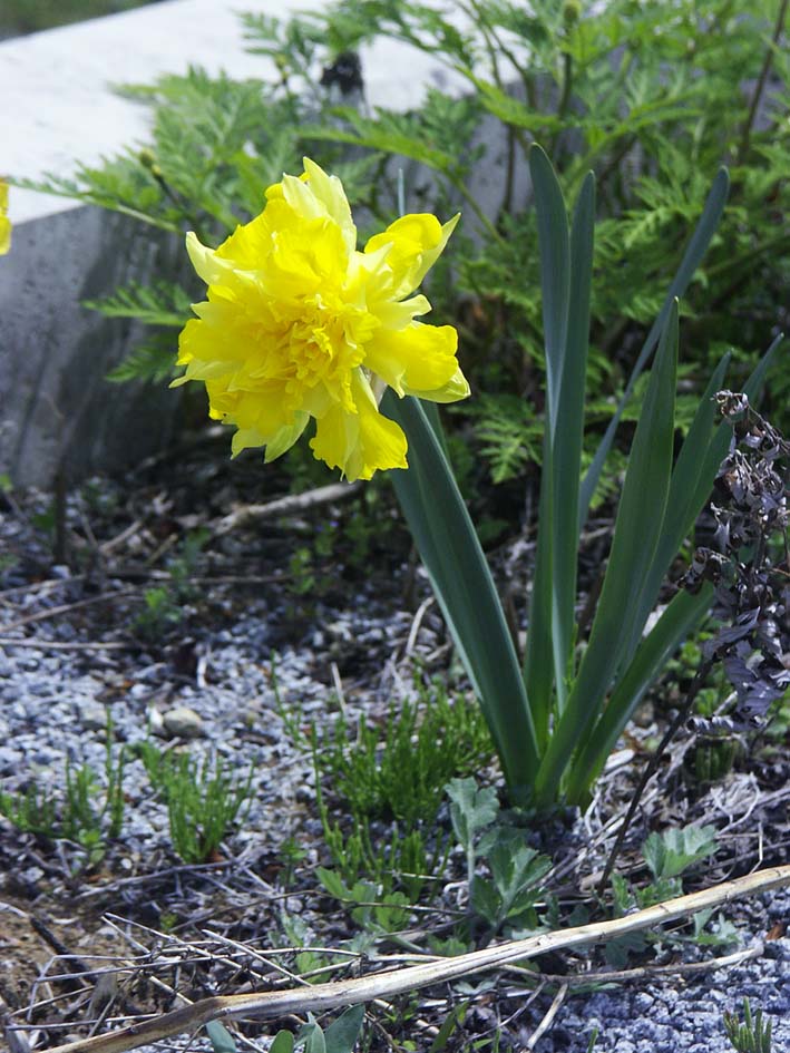 A1_TOUGENKYOU_YELLOWF.JPG - 137,504BYTES