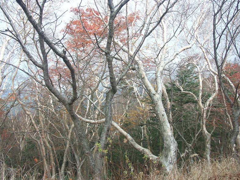 A1_TREES.JPG - 196,131BYTES