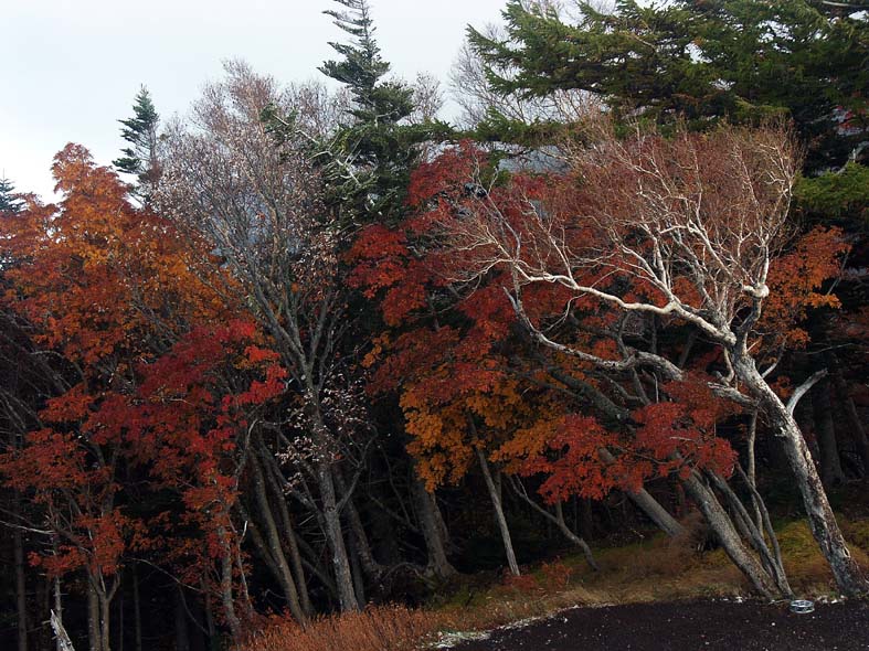 A1_TREESNIGHTALL.JPG - 146,857BYTES