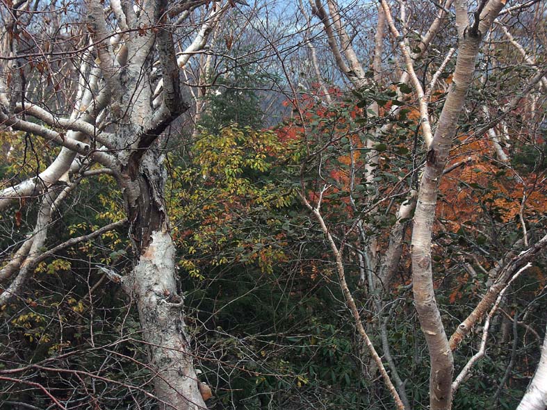 A1_TREESNIGHTDARK.JPG - 195,383BYTES