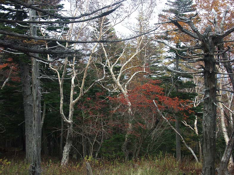 A1_TREESWHITES2.JPG - 178,195BYTES