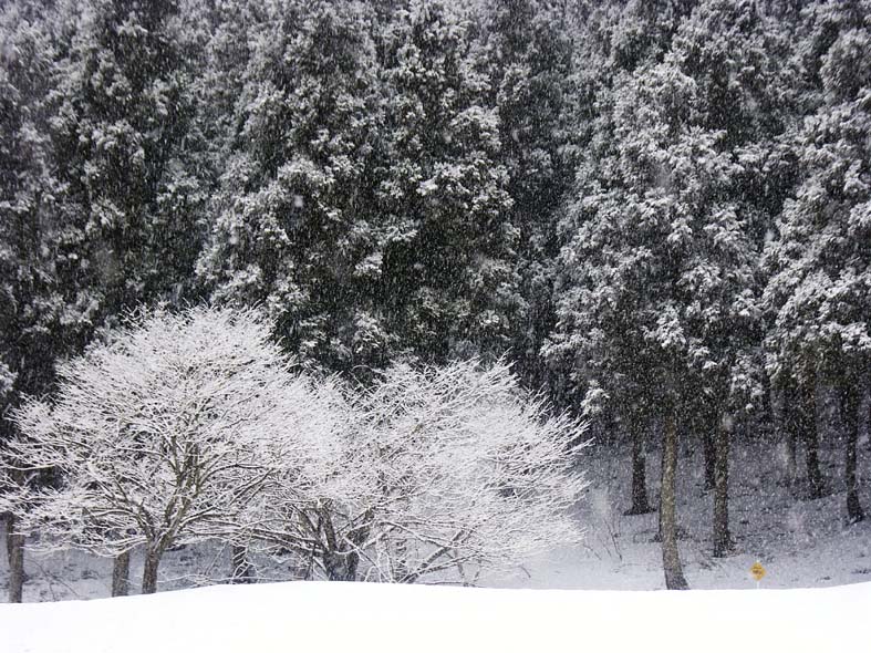 A1_URABANDAISNOW2TREES.JPG - 181,344BYTES