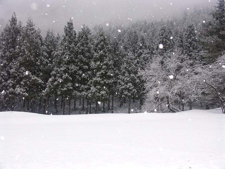 A1_URABANDAISNOWMTREES.JPG - 113,804BYTES