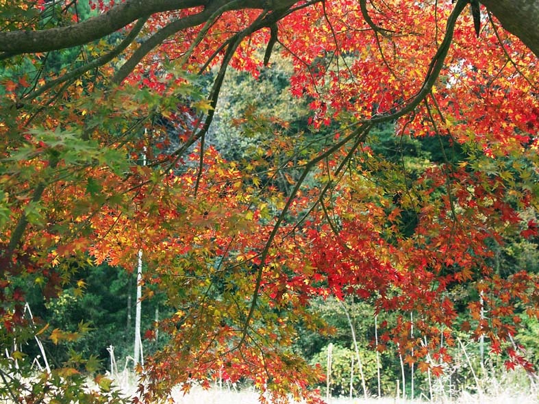 A1_YOUROU_KAEDELEAVESOVER.JPG - 201,963BYTES