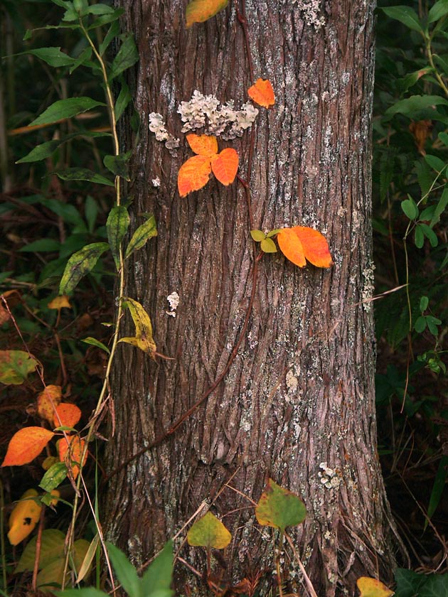 A1_YOUROU_LEAF.JPG - 180,788BYTES