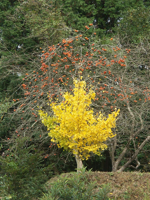 A1_YOUROU_ITYOUKAKI.JPG - 252,650BYTES