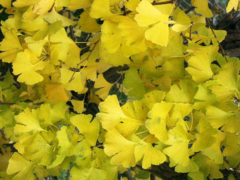 A1_YOUROU_ITYOUOTIBA.JPG - 96,825BYTES